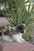 Dunkin, a male Havanese for sale in Eloy, AZ – 2 of 3