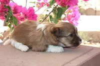 Nutmeg, a female Havanese for sale in Eloy, AZ – Photo 4 of 4