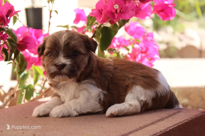 Nutmeg – Havanese puppy for sale in Eloy, AZ