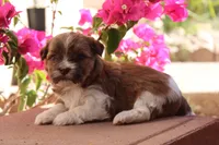 Nutmeg, a female Havanese for sale in Eloy, AZ – Photo 1 of 4