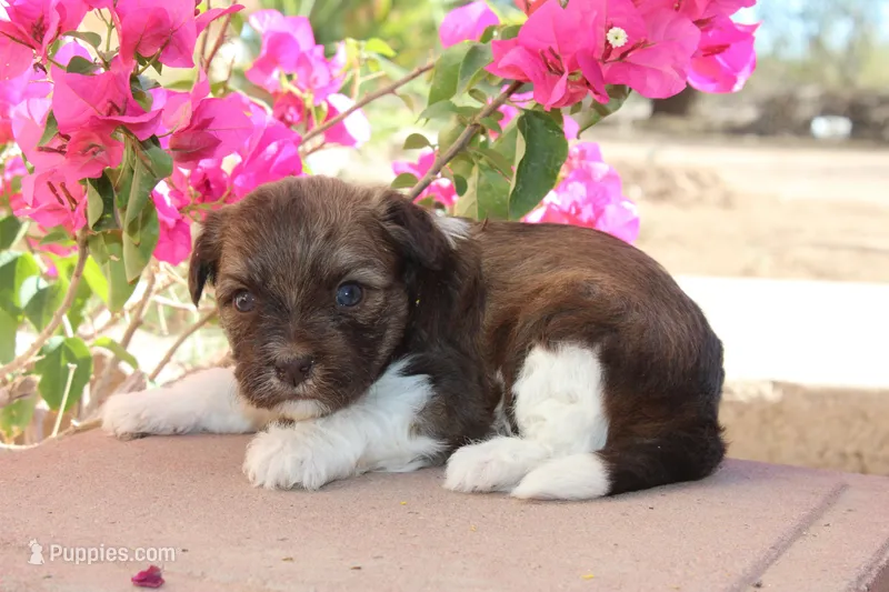 Snickers – Havanese puppy for sale in Eloy, AZ