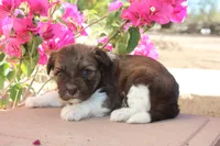 Snickers, a female Havanese for sale in Eloy, AZ – Photo 1 of 4