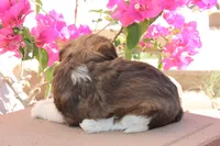 Snickers, a female Havanese for sale in Eloy, AZ – Photo 2 of 4