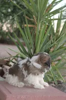Dunkin, a male Havanese for sale in Eloy, AZ – 3 of 3