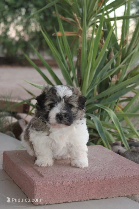 Dunkin – Havanese puppy for sale in Eloy, AZ