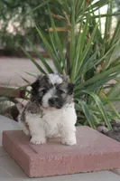 Dunkin, a male Havanese for sale in Eloy, AZ – 1 of 3