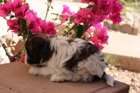 Fudge Ripple, a female Havanese for sale in Eloy, AZ – Photo 2 of 4