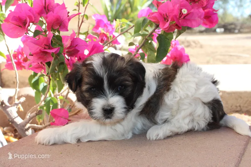 Fudge Ripple – Havanese puppy for sale in Eloy, AZ