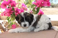 Fudge Ripple, a female Havanese for sale in Eloy, AZ – Photo 1 of 4