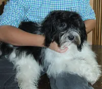 Fudge Ripple, a female Havanese for sale in Eloy, AZ – Photo 3 of 4