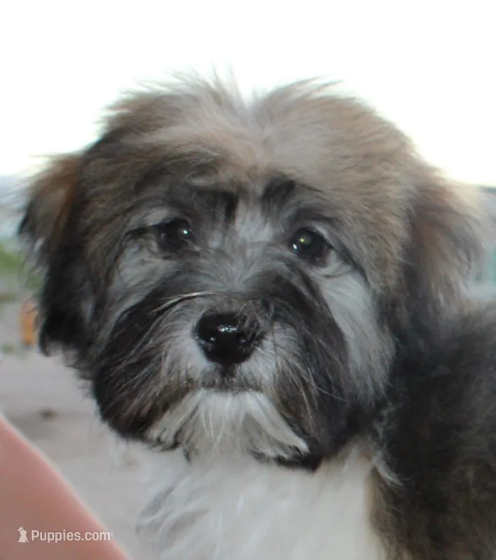 Chocolate – Havanese puppy for sale in Eloy, AZ