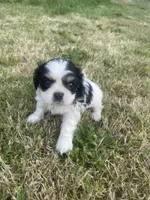 Sara, a female Cavalier King Charles Spaniel for sale in Portland, OR – 3 of 4