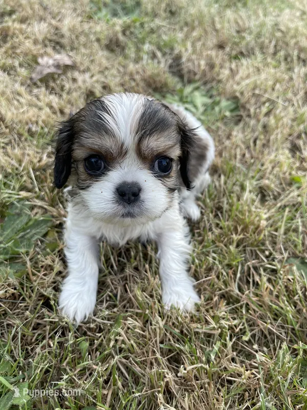 Bella – Cavalier King Charles Spaniel puppy for sale in Portland, OR