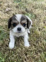 Bella, a female Cavalier King Charles Spaniel for sale in Portland, OR – 1 of 5