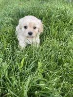 Liza, a female Cavapoo for sale in Portland, OR – 2 of 5