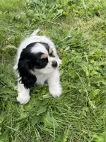 Oreo, a female Cavalier King Charles Spaniel for sale in Portland, OR – 5 of 10