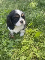 Bella, a female Cavalier King Charles Spaniel for sale in Portland, OR – 4 of 9