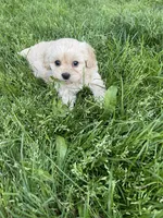 Liza, a female Cavapoo for sale in Portland, OR – 3 of 5