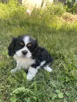 Bella, a female Cavalier King Charles Spaniel for sale in Portland, OR – 7 of 9