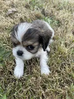 Bella, a female Cavalier King Charles Spaniel for sale in Portland, OR – 4 of 5