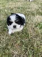 Sam, a female Cavalier King Charles Spaniel for sale in Portland, OR – 3 of 3