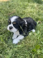 Bella, a female Cavalier King Charles Spaniel for sale in Portland, OR – 6 of 9