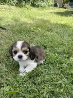 Penny , a female Cavalier King Charles Spaniel for sale in Portland, OR – 8 of 9