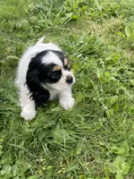 Oreo, a female Cavalier King Charles Spaniel for sale in Portland, OR – 2 of 10