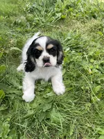 Oreo, a female Cavalier King Charles Spaniel for sale in Portland, OR – 1 of 10