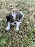 Bella, a female Cavalier King Charles Spaniel for sale in Portland, OR – 5 of 5