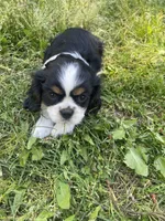 Bella, a female Cavalier King Charles Spaniel for sale in Portland, OR – 2 of 9