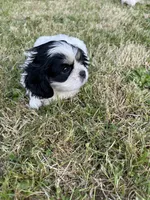 Sam, a female Cavalier King Charles Spaniel for sale in Portland, OR – 2 of 3