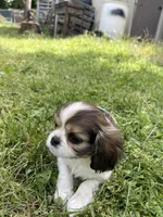 Penny , a female Cavalier King Charles Spaniel for sale in Portland, OR – 4 of 9