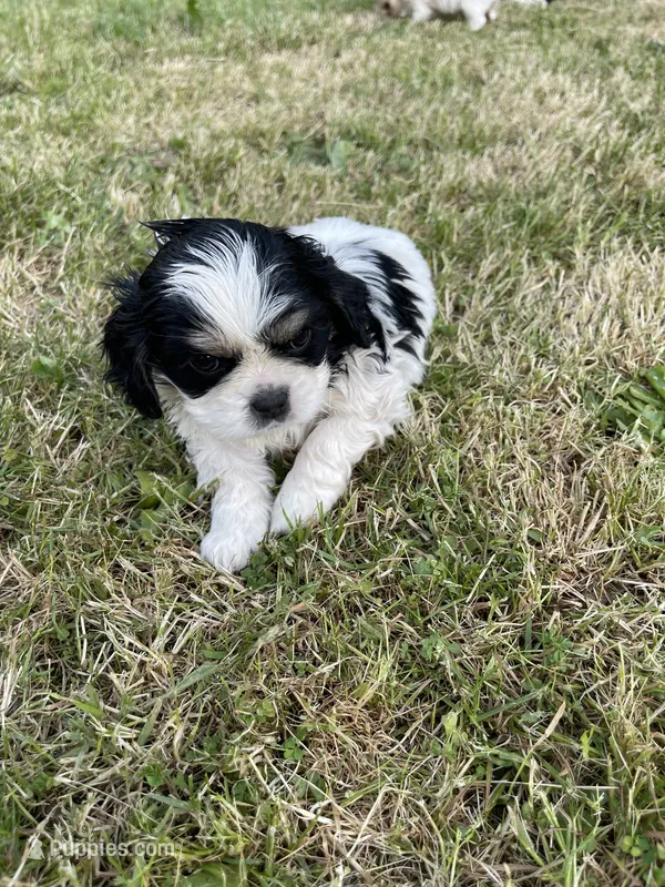 Sam – Cavalier King Charles Spaniel puppy for sale in Portland, OR