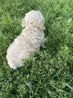 Liza, a female Cavapoo for sale in Portland, OR – 4 of 5
