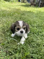 Penny , a female Cavalier King Charles Spaniel for sale in Portland, OR – 5 of 9