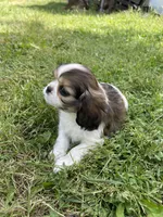 Penny , a female Cavalier King Charles Spaniel for sale in Portland, OR – 6 of 9