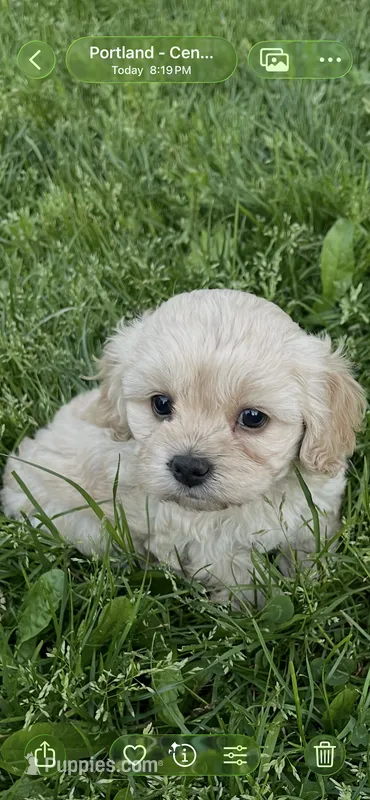 Liza – Cavapoo puppy for sale in Portland, OR