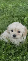 Liza, a female Cavapoo for sale in Portland, OR – 5 of 5