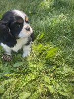 Bella, a female Cavalier King Charles Spaniel for sale in Portland, OR – 3 of 9
