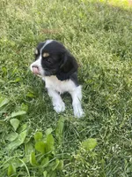 Bella, a female Cavalier King Charles Spaniel for sale in Portland, OR – 8 of 9