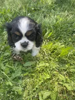Bella, a female Cavalier King Charles Spaniel for sale in Portland, OR – 5 of 9