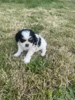 Sara, a female Cavalier King Charles Spaniel for sale in Portland, OR – 2 of 4