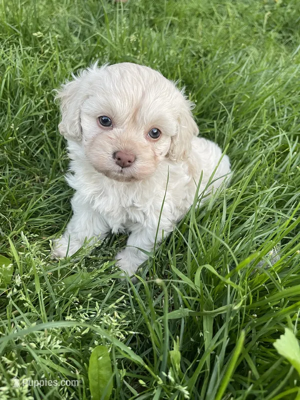 Liza – Cavapoo puppy for sale in Portland, OR