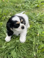 Oreo, a female Cavalier King Charles Spaniel for sale in Portland, OR – 6 of 10