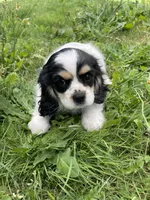 Oreo, a female Cavalier King Charles Spaniel for sale in Portland, OR – 4 of 10