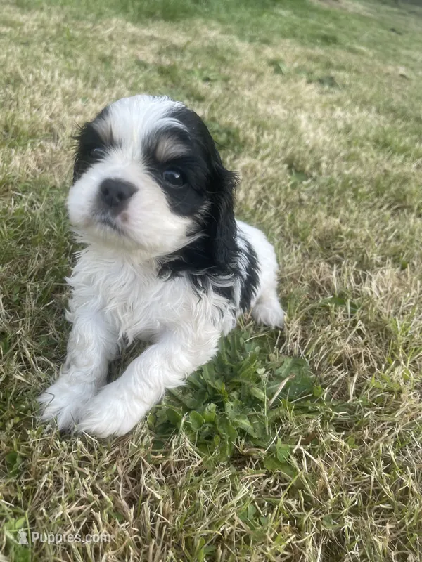 Sara – Cavalier King Charles Spaniel puppy for sale in Portland, OR