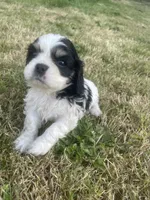 Sara, a female Cavalier King Charles Spaniel for sale in Portland, OR – 1 of 4