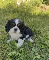 Bella, a female Cavalier King Charles Spaniel for sale in Portland, OR – 9 of 9