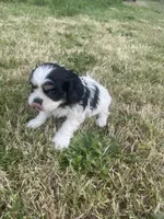 Sara, a female Cavalier King Charles Spaniel for sale in Portland, OR – 4 of 4